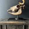 Cow skull Medical artefact
