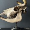 Cow skull Medical artefact