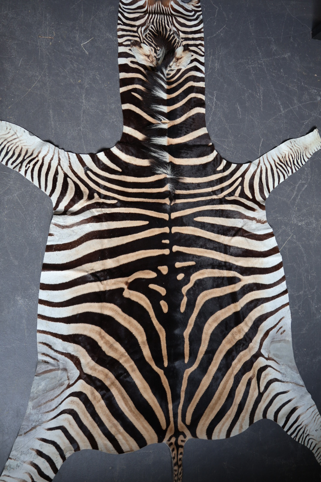 Zebravel