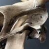 Cow skull Medical artefact