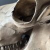 Cow skull Medical artefact