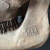 Cow skull Medical artefact