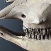 Cow skull Medical artefact