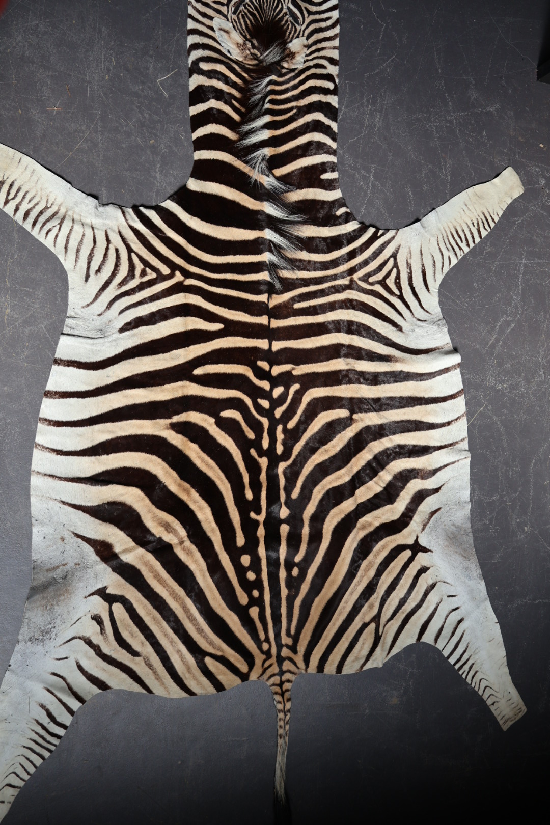 Zebravel