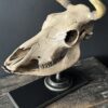 Cow skull Medical artefact