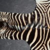 Zebravel Zebravel