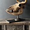 Cow skull Medical artefact