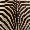 Zebravel Zebravel