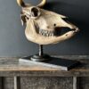 Cow skull Medical artefact