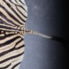 Zebravel Zebravel