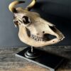 Cow skull Medical artefact