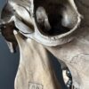 Cow skull Medical artefact
