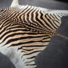 Zebravel Zebravel