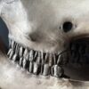 Cow skull Medical artefact