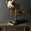 Cow skull Medical artefact