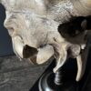 Cow skull Medical artefact