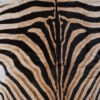 Zebravel Zebravel