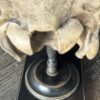Cow skull Medical artefact