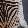 Zebravel Zebravel