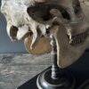 Cow skull Medical artefact