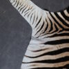 Zebravel Zebravel