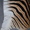 Zebravel Zebravel