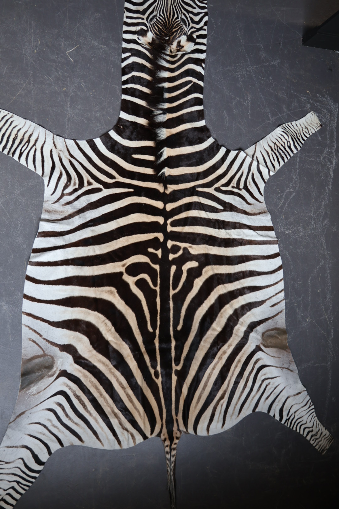 Zebravel