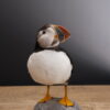 Opgezette papegaaiduiker