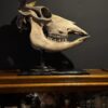 Cow skull Medical artefact