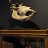 Cow skull Medical artefact
