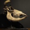 Cow skull Medical artefact