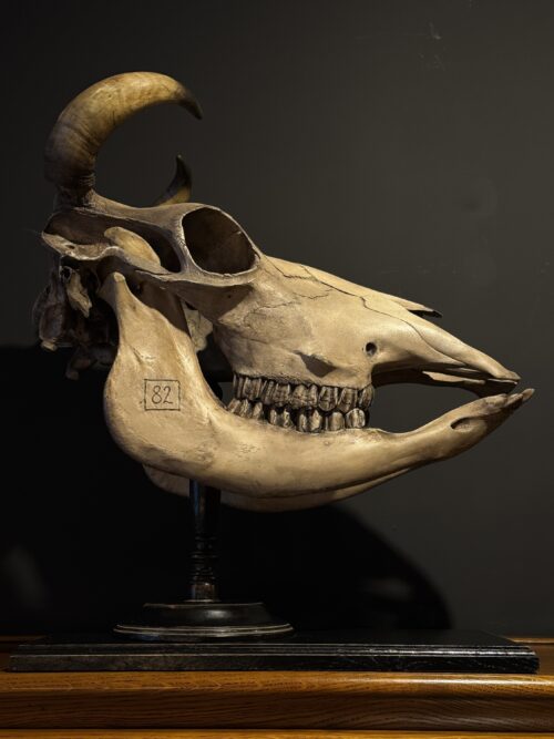 Kuhschädel Medizinisches Artefakt