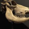 Cow skull Medical artefact