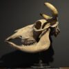 Cow skull Medical artefact