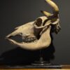 Cow skull Medical artefact