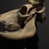 Cow skull Medical artefact