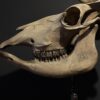 Cow skull Medical artefact