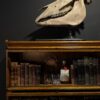 Horse skull Medical artefact Horse skull Medical artefact