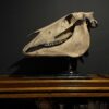 Horse skull Medical artefact Horse skull Medical artefact