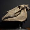 Horse skull Medical artefact Horse skull Medical artefact