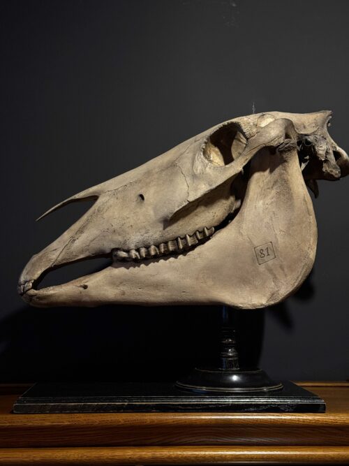 Paardenschedel Medisch Artefact