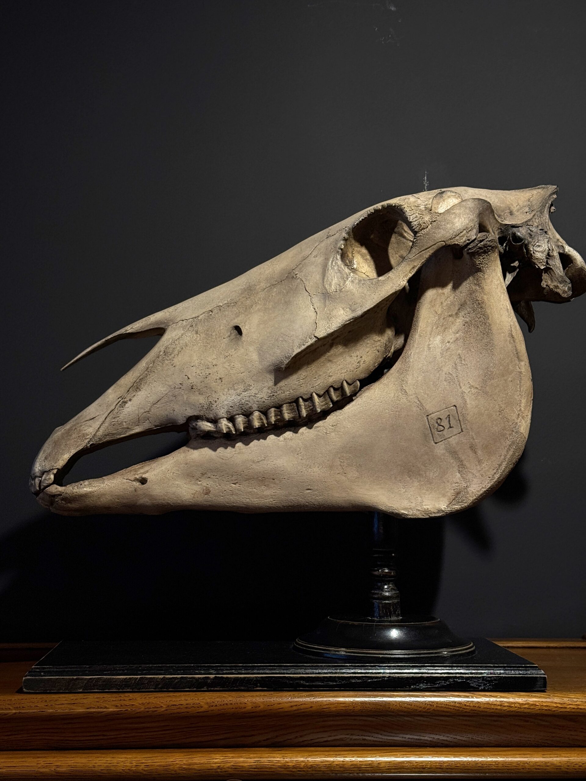 Paardenschedel Medisch Artefact