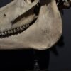 Horse skull Medical artefact Horse skull Medical artefact