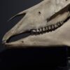 Horse skull Medical artefact Horse skull Medical artefact