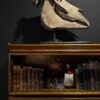 Horse skull Medical artefact Horse skull Medical artefact