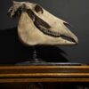 Horse skull Medical artefact Horse skull Medical artefact