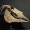Horse skull Medical artefact Horse skull Medical artefact