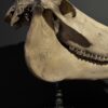 Horse skull Medical artefact Horse skull Medical artefact