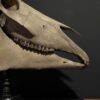 Horse skull Medical artefact Horse skull Medical artefact