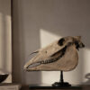 Horse skull Medical artefact Horse skull Medical artefact